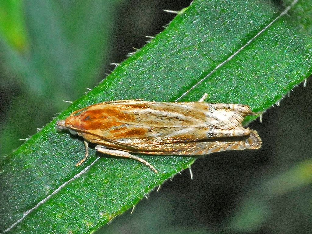 Tortricidae: Eucosma cana
