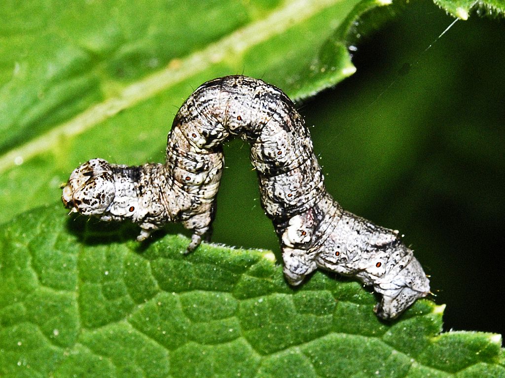 Un bruco di Geometride grigio a puntini rossi: Ectropis crepuscularia