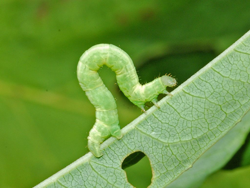 Un bruco verde su Epilobium - ID