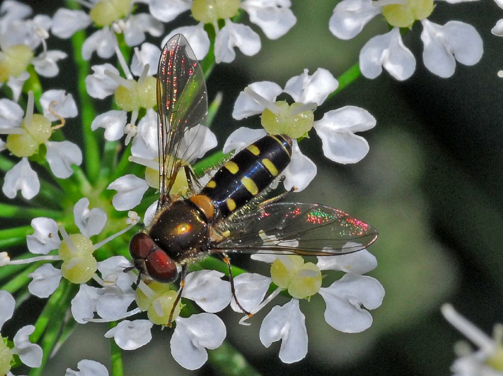 Syrphidae: Melangyna umbellatarum, maschio