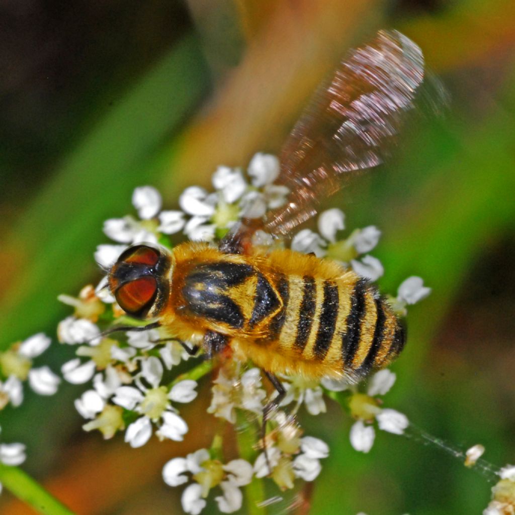 Syrphidae ? No, Bombyliidae:  Villa sp., femmina