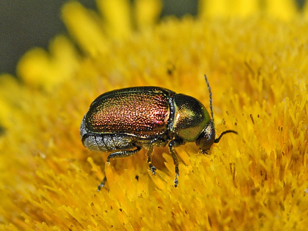 Chrysomelidae: Cryptocephalus zambanellus (cfr.)