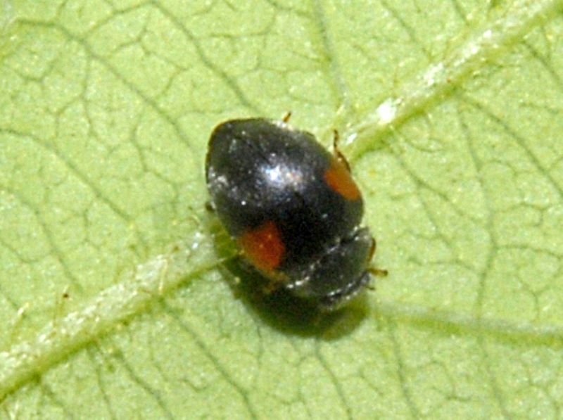 Un Coccinellidae: Scymnus sp.