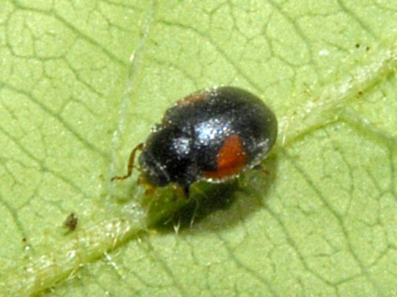 Un Coccinellidae: Scymnus sp.