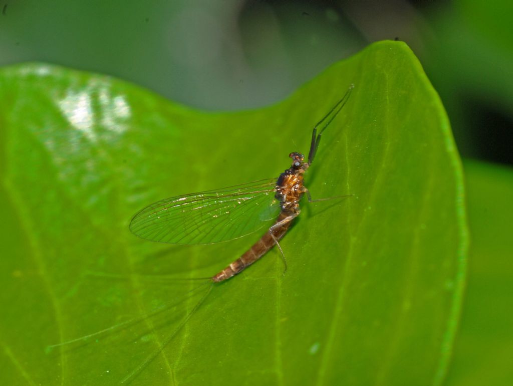 Leptophlebiidae: Paraleptophlebia submarginata (cfr.)