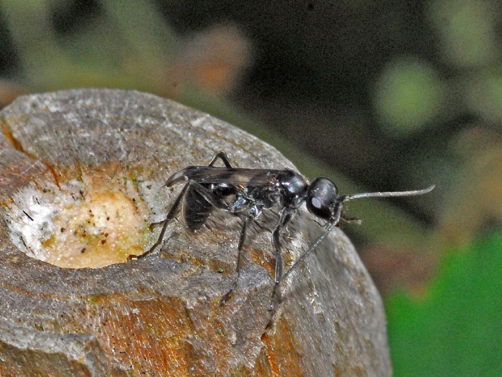 Una vespetta nera:   Pompilidae: cfr. Dipogon sp.