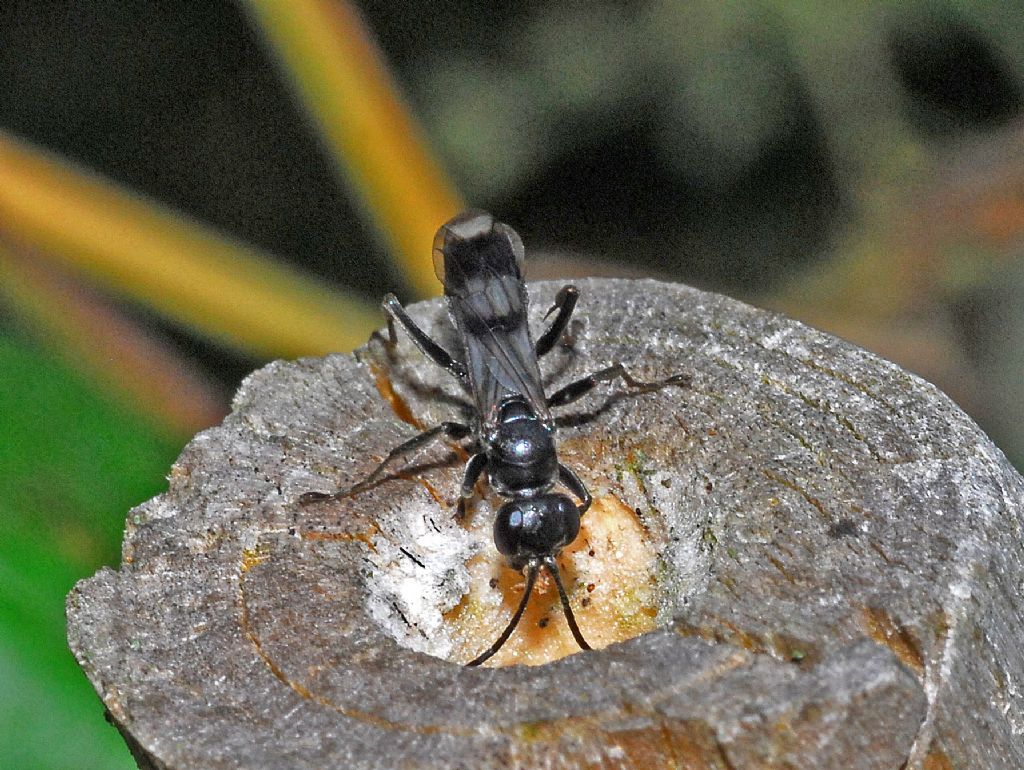 Una vespetta nera:   Pompilidae: cfr. Dipogon sp.