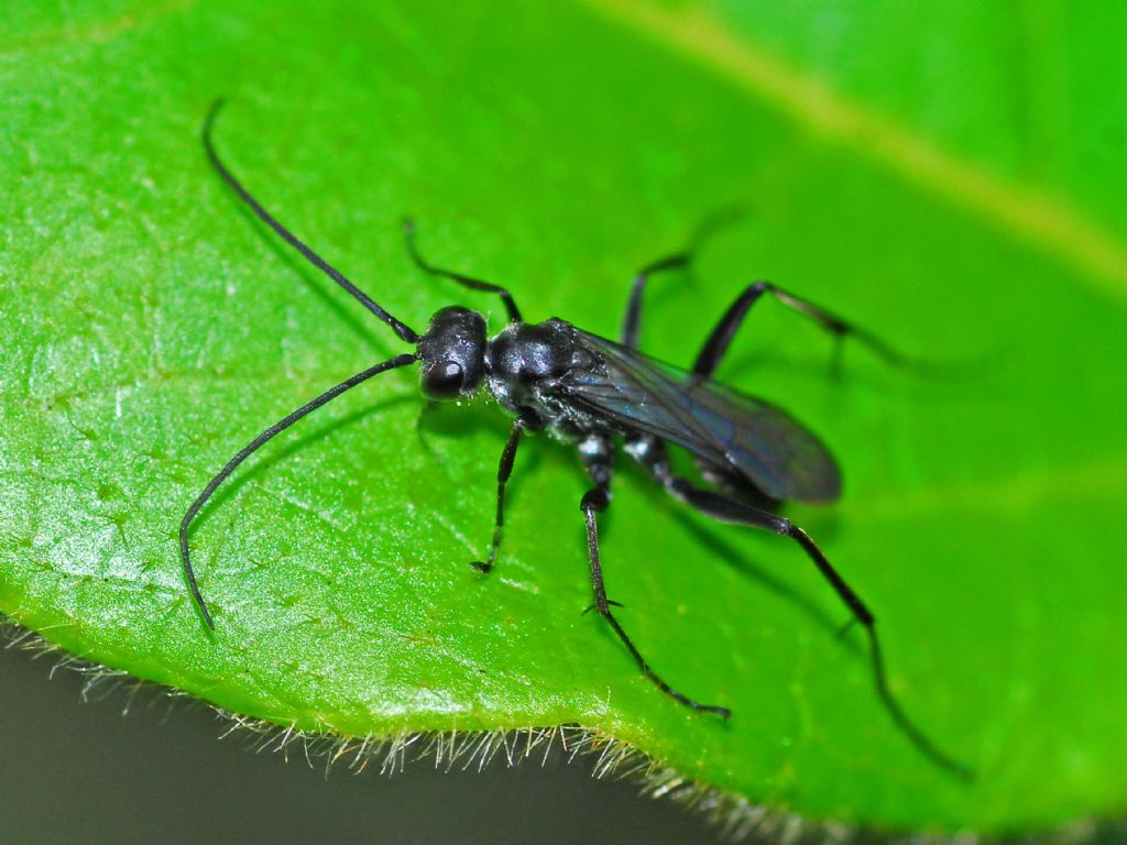 Un piccolo imenottero nero dalle lunghe antenne: fam. Pompilidae
