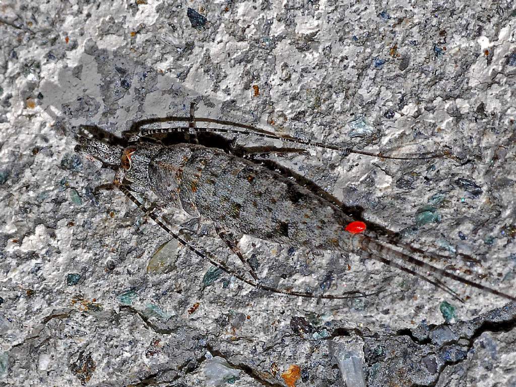 Microcoryphia Machilidae