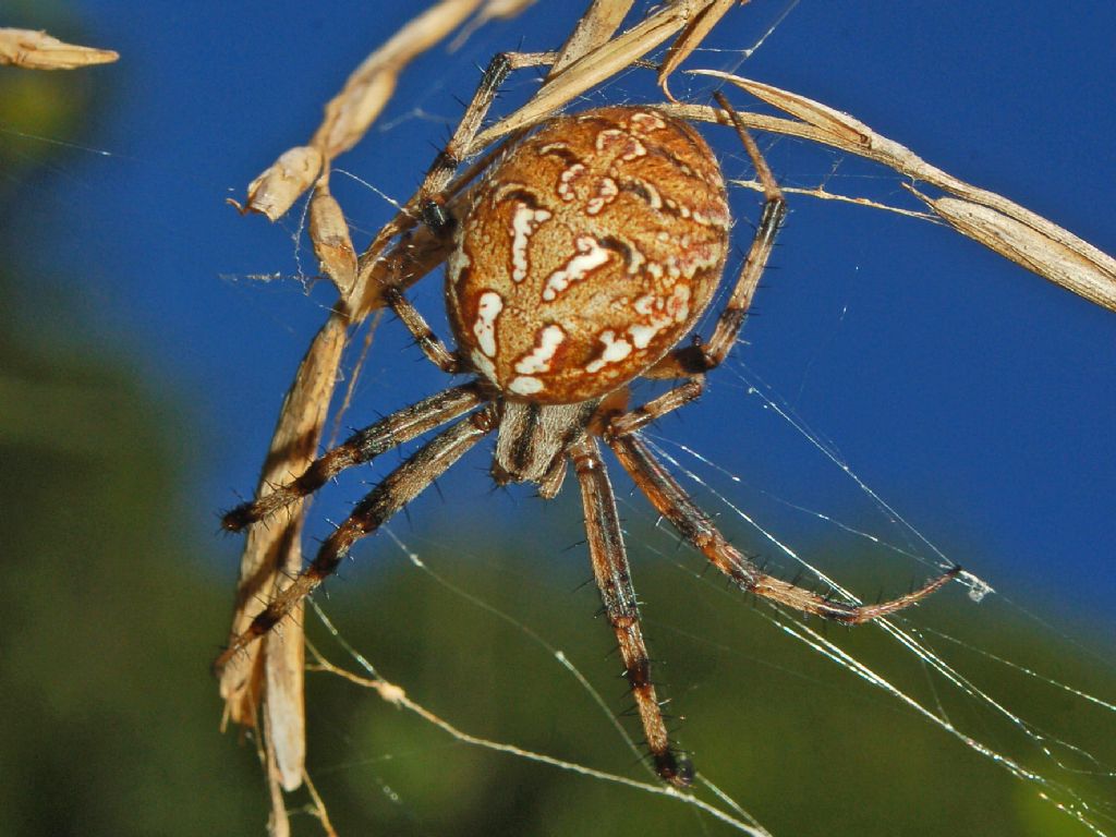 Neoscona byzanthina - Pian dei grilli -  (GE)