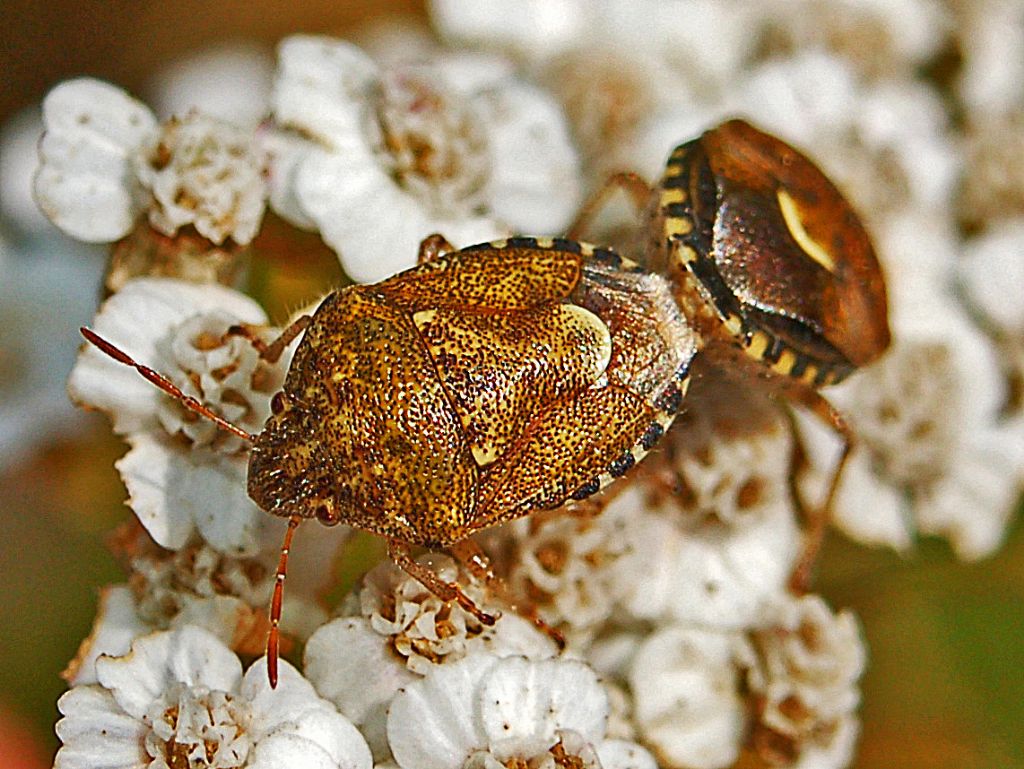 Pentatomide indaffarato: Staria lunata