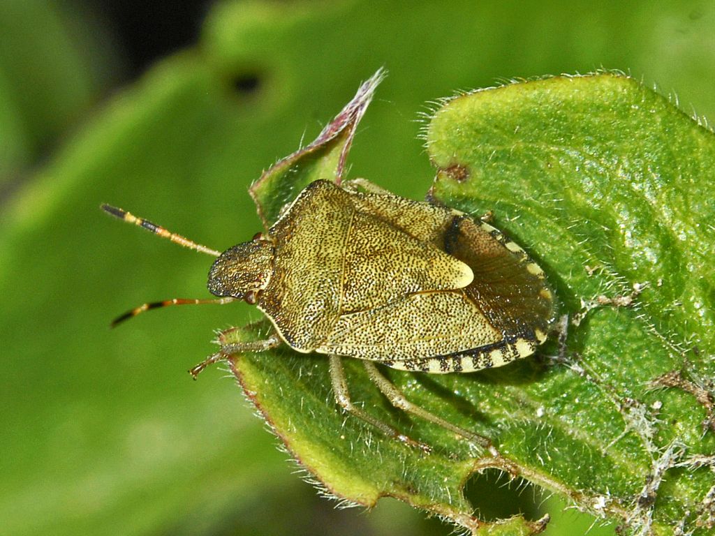 Ancora un ... vecchio Pentatomidae:  Peribalus strictus