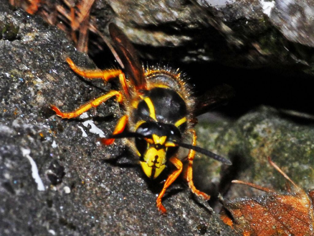 Una grossa vespa: Dolichovespula saxonica