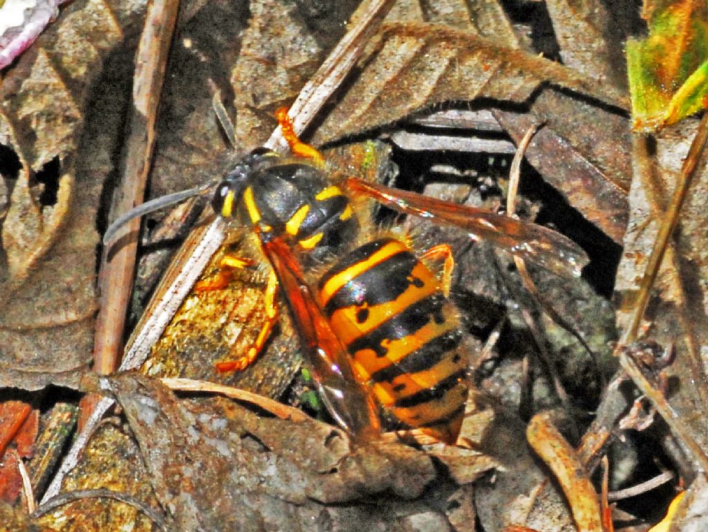 Una grossa vespa: Dolichovespula saxonica
