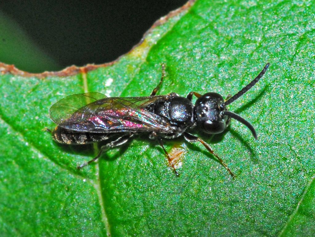 Un piccolo Crabronidae nero: Passaloecus sp.