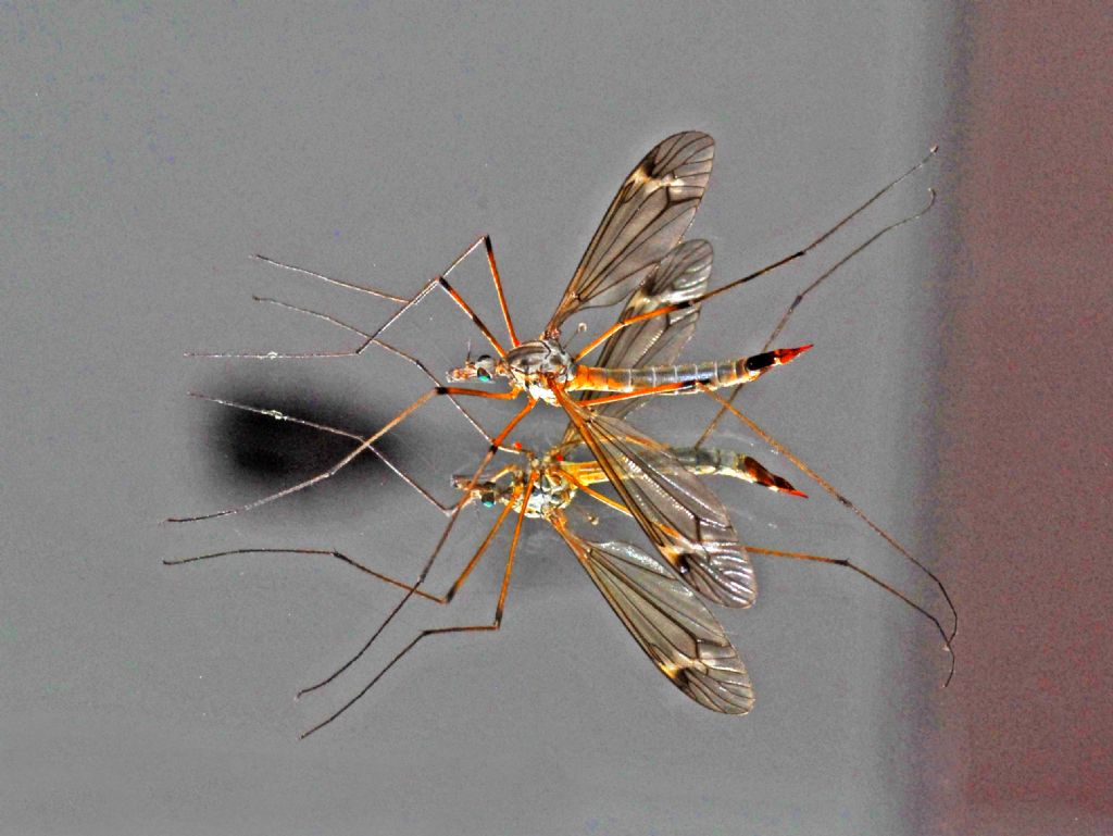 Un Tipulidae allo specchio:  Tipula sp., femmina