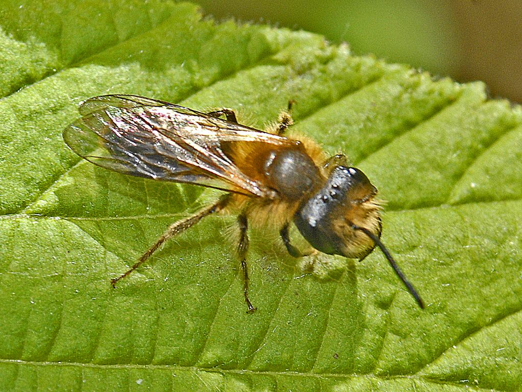 Andrenidae: Andrena sp., maschio