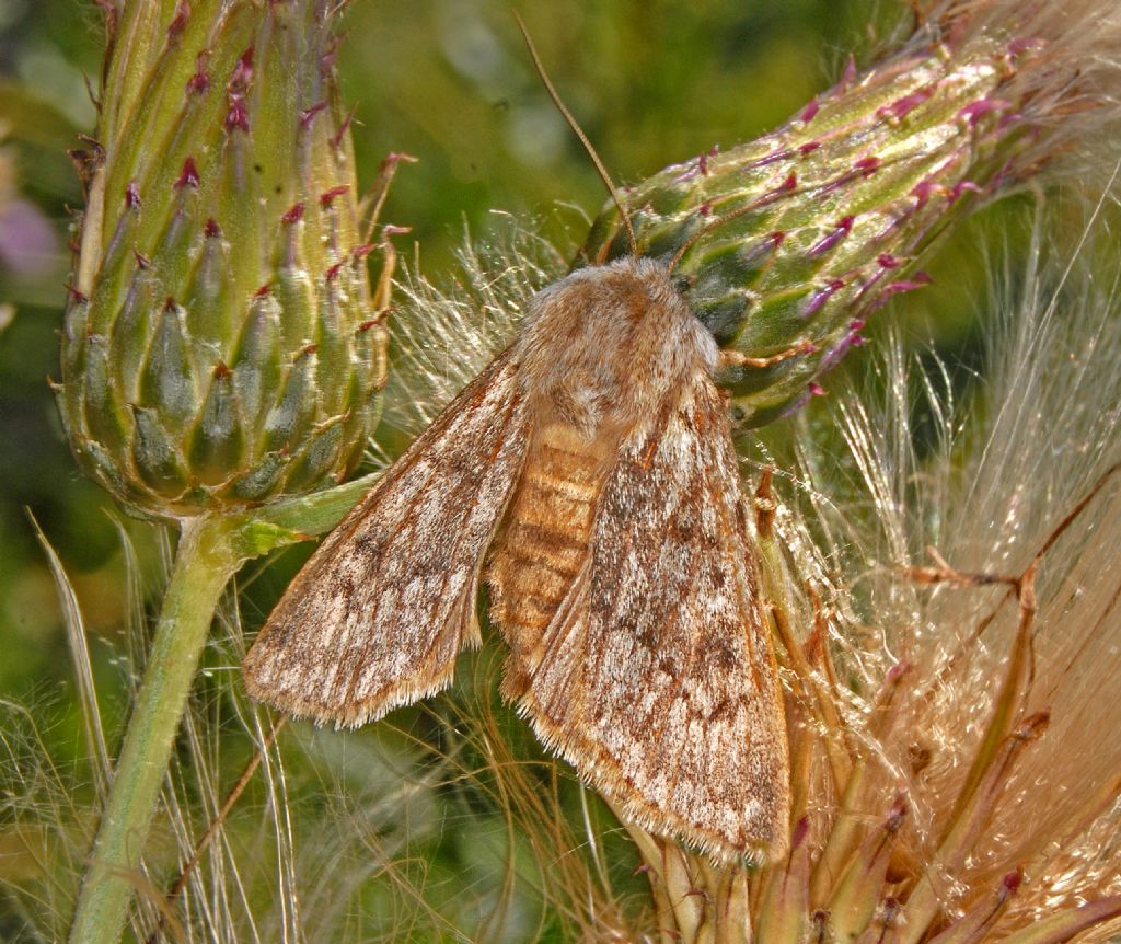 Notodontidae?  No, Noctuidae sp.