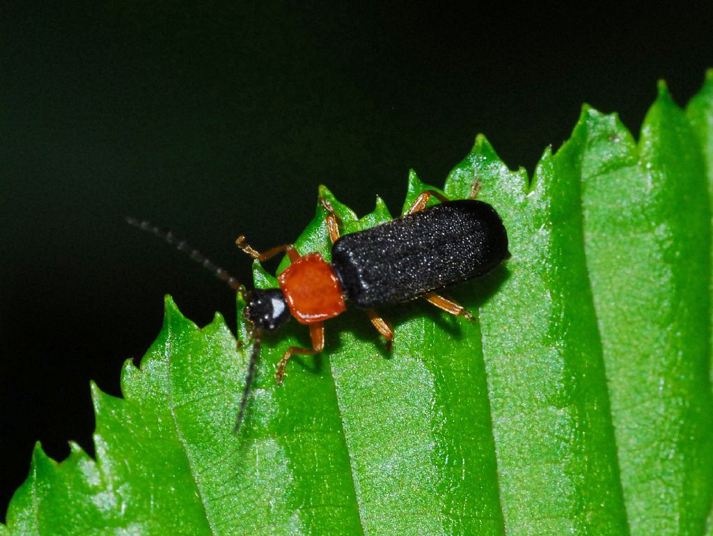 Cantharidae: Cratosilis sp.