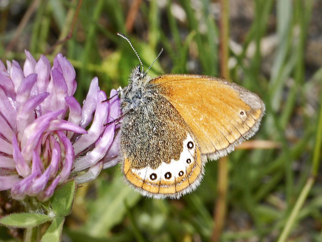 Nymphalidae Satyrinae: Coenonympha gardetta