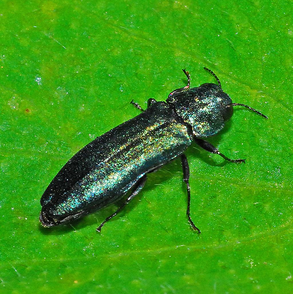 Buprestidae da identificare