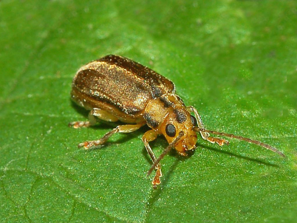 Chrysomelidae: femmina di Pyrrhalta viburni