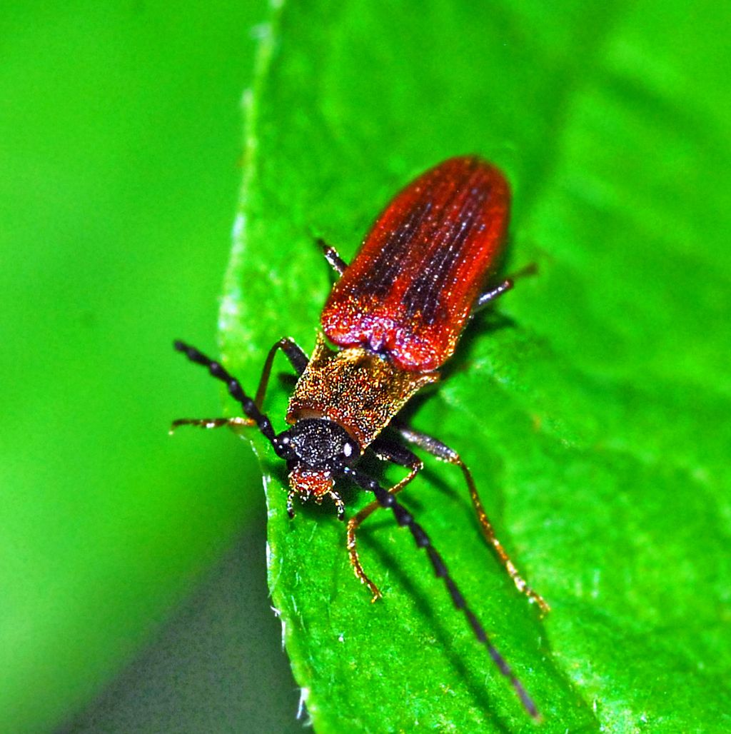 Campylomorphus homalisinus (Elateridae)