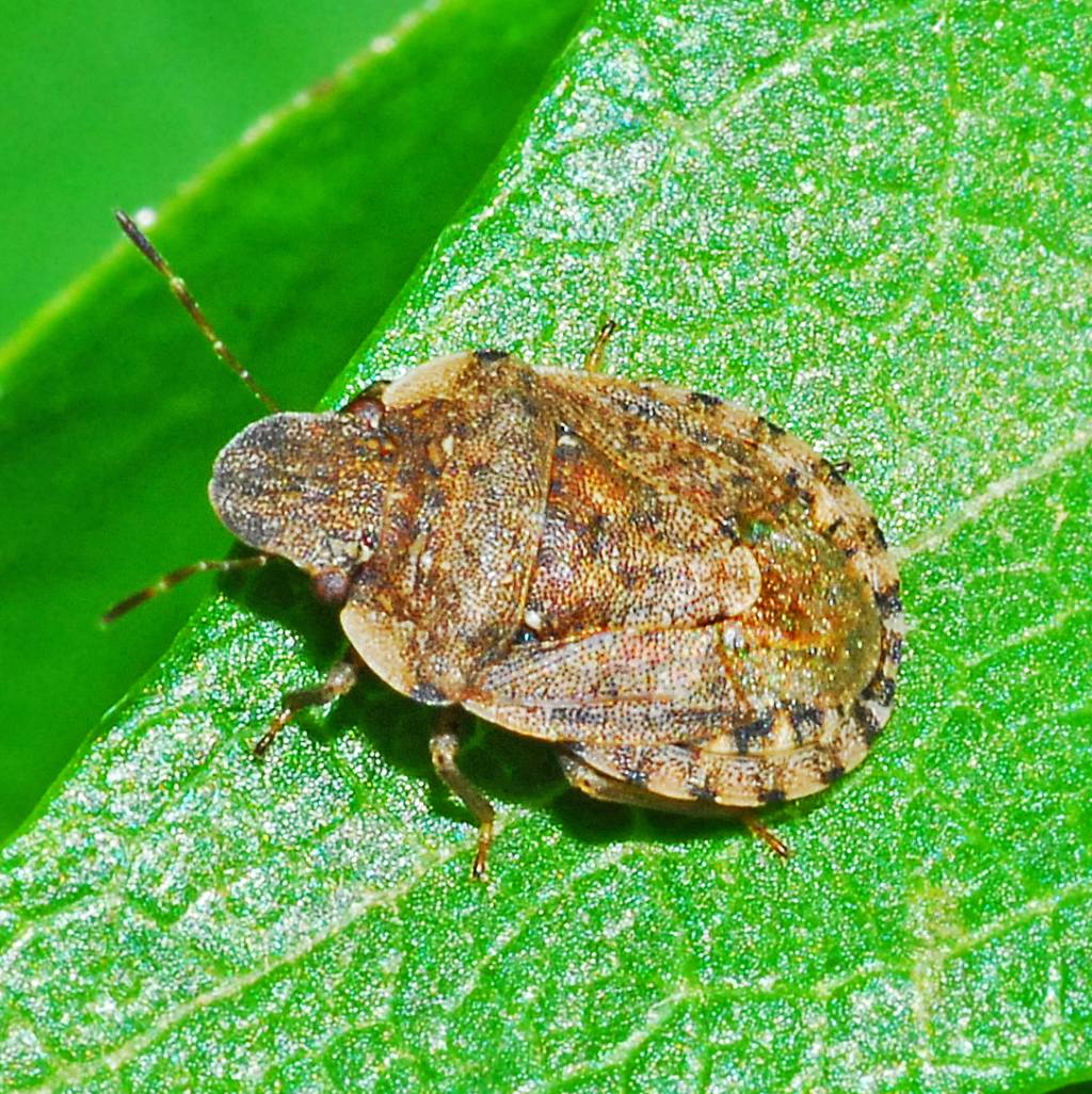 Pentatomidae: Sciocoris sideritidis