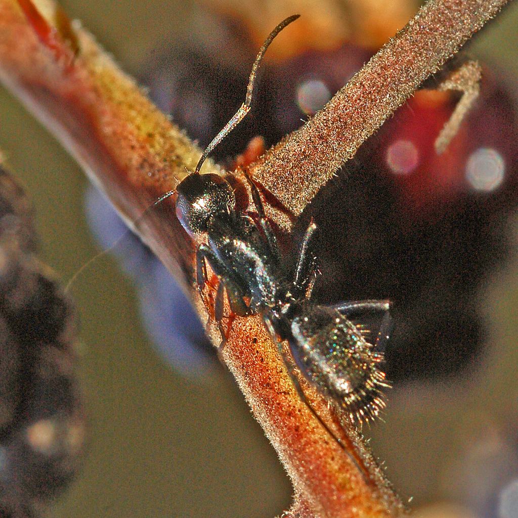 Formicidae: Camponotus vagus. (cfr.)