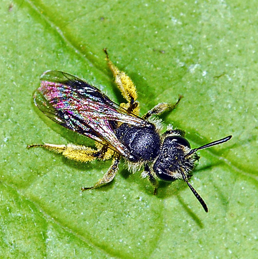 Un imenottero dalla grande testa: Apidae Andreninae sp.