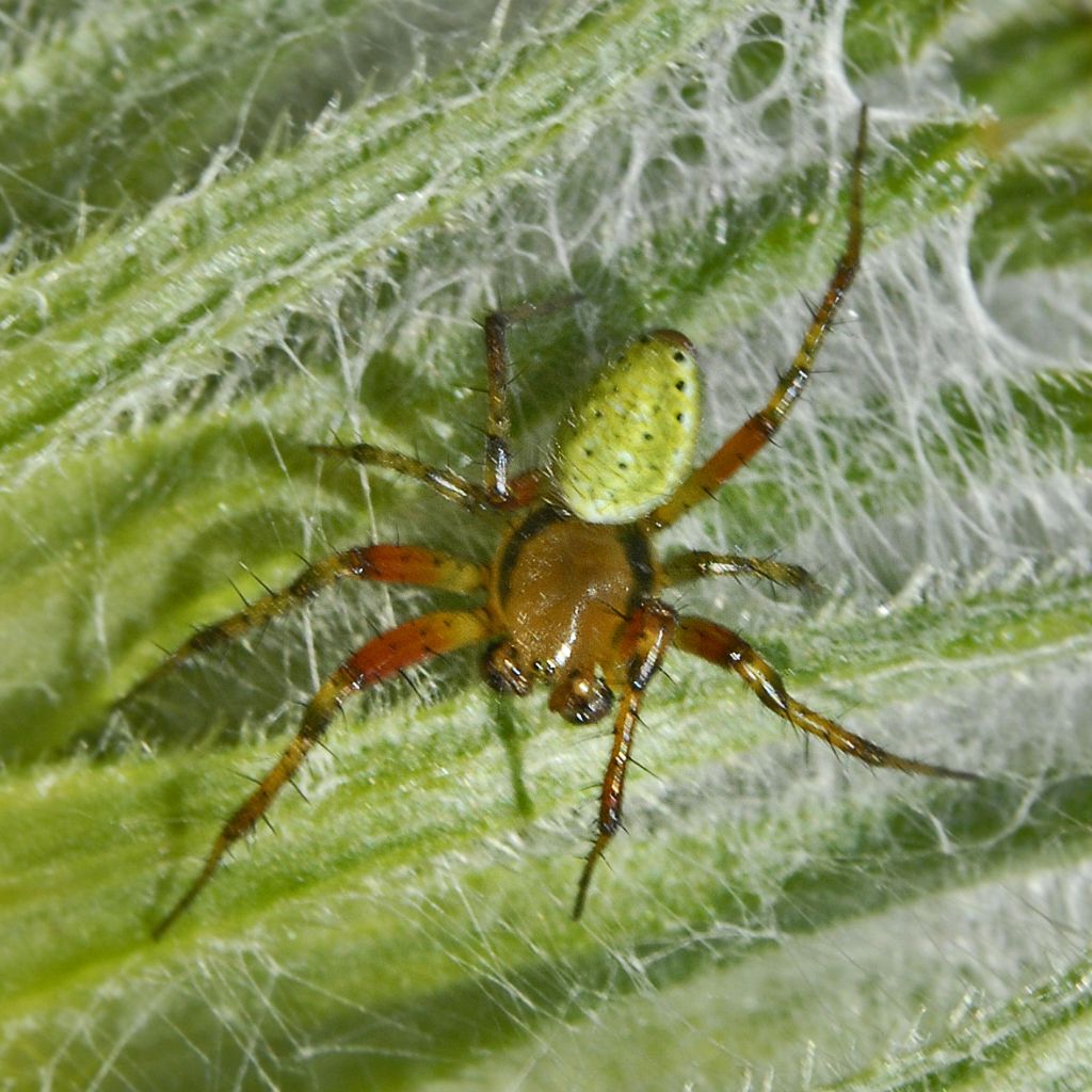 Un grande torace ed un verde addome