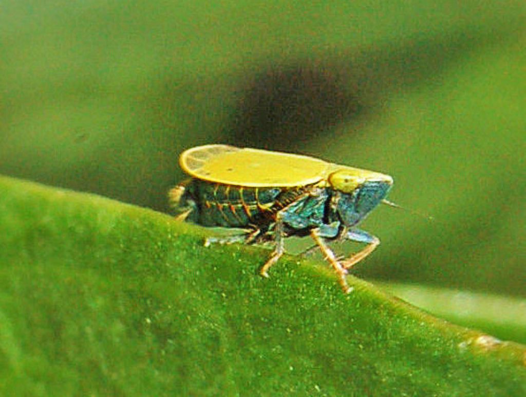 Cicadellidae: Verdanus sp.