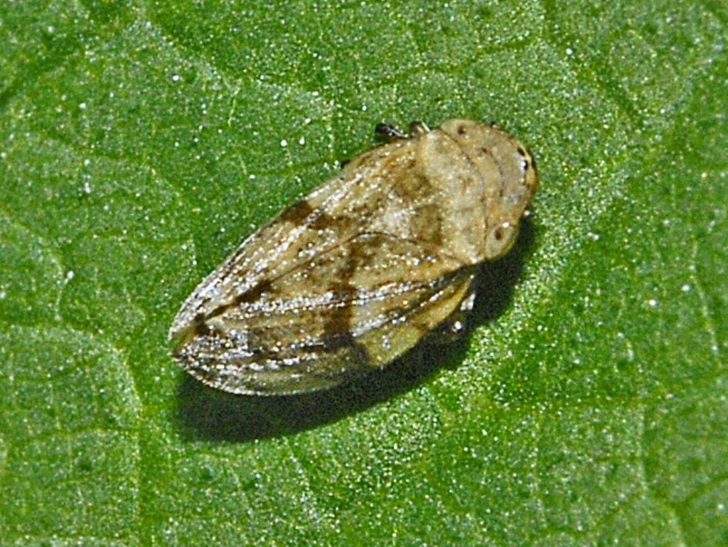 Philaenus da identificare