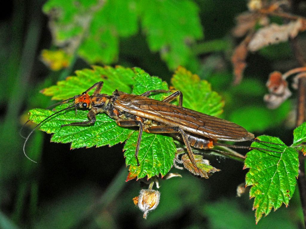 Plecoptera ID