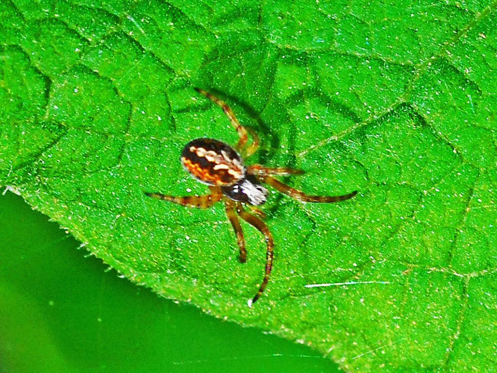 Un ragno minuscolo ID