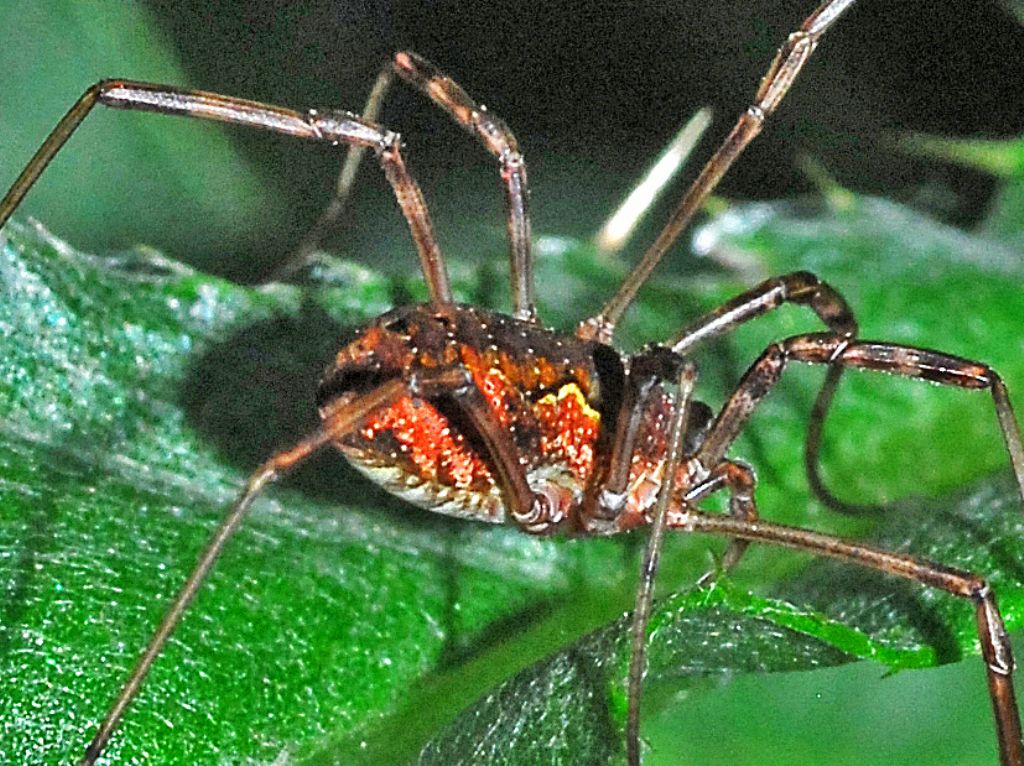 Opiliones ID