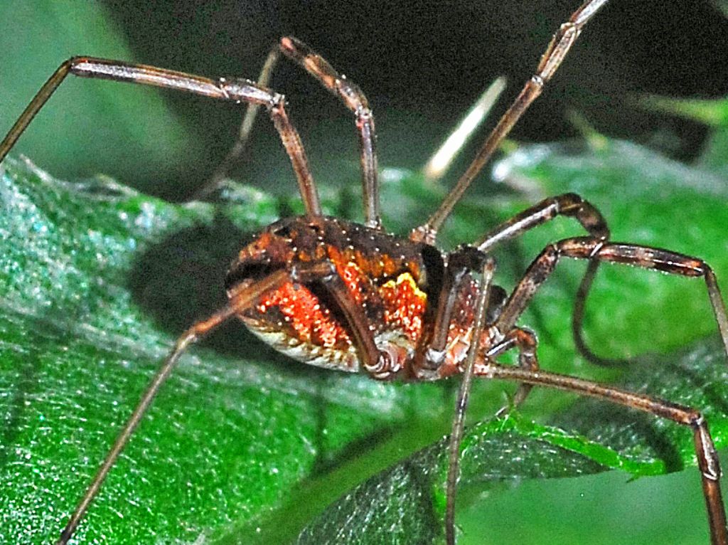 Phalangium opilio - Phalangiidae