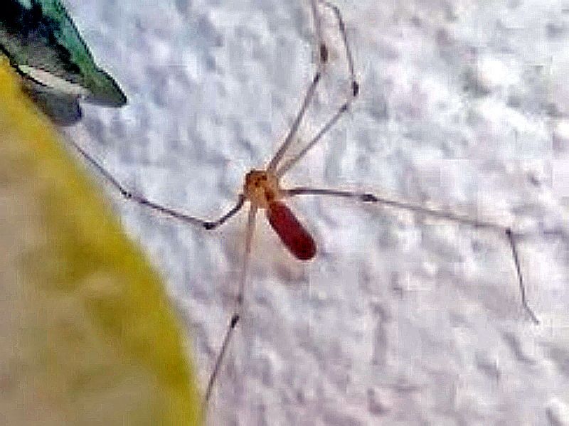 Un ragnetto sul muro ...