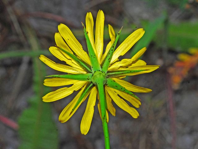 Un''Asteracea solitaria