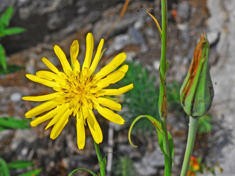 Un''Asteracea solitaria