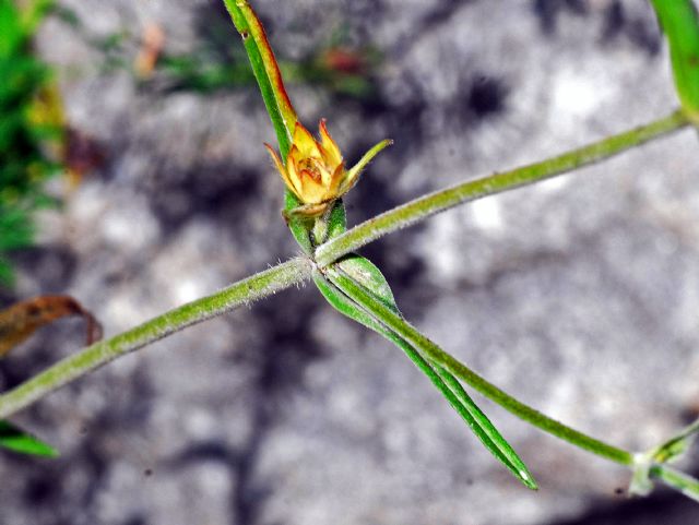 Un''Asteracea solitaria