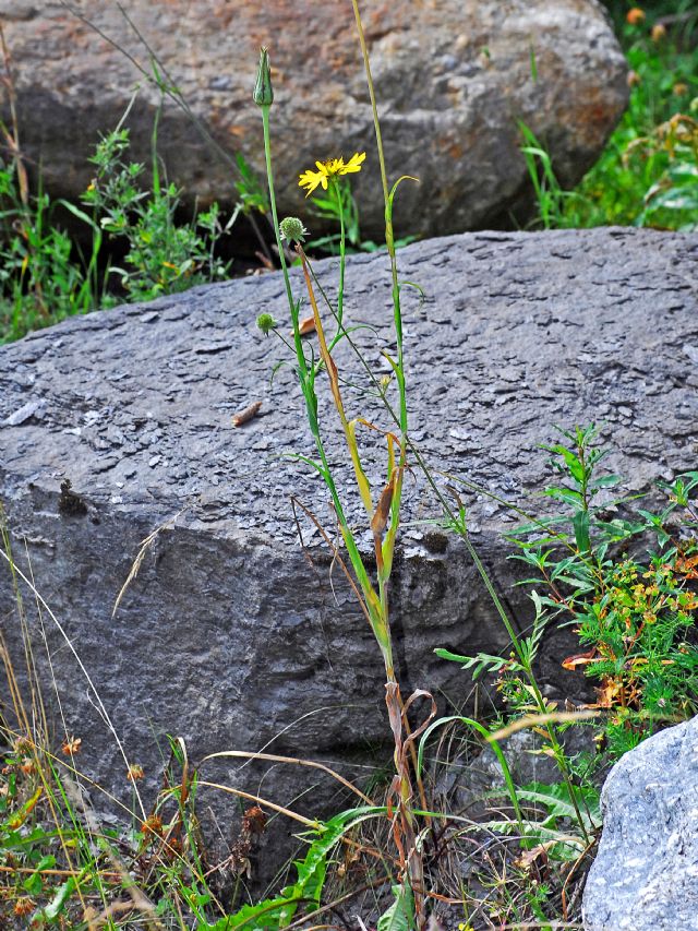 Un''Asteracea solitaria