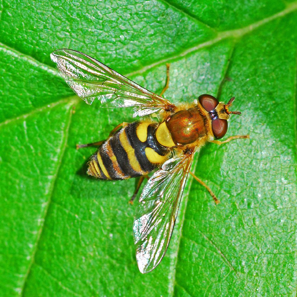 Syrphidae ID