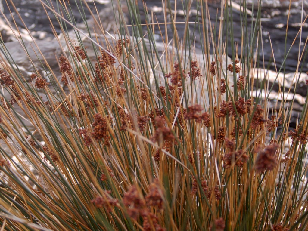 Juncus acutus / Giunco pungente