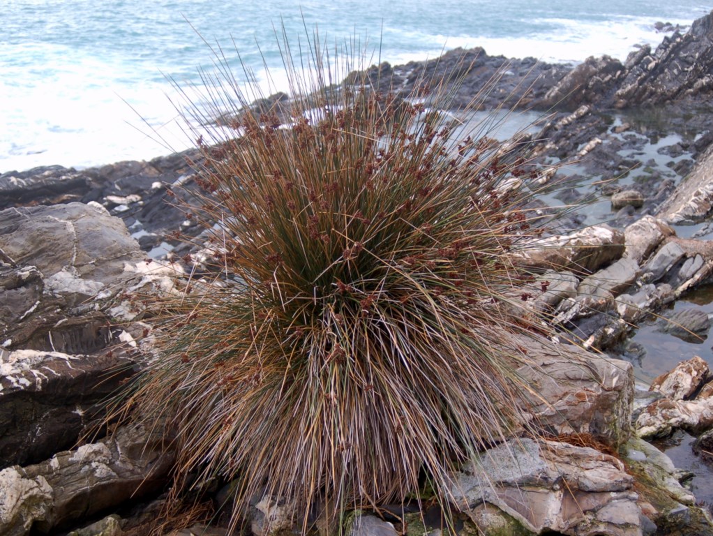Juncus acutus / Giunco pungente