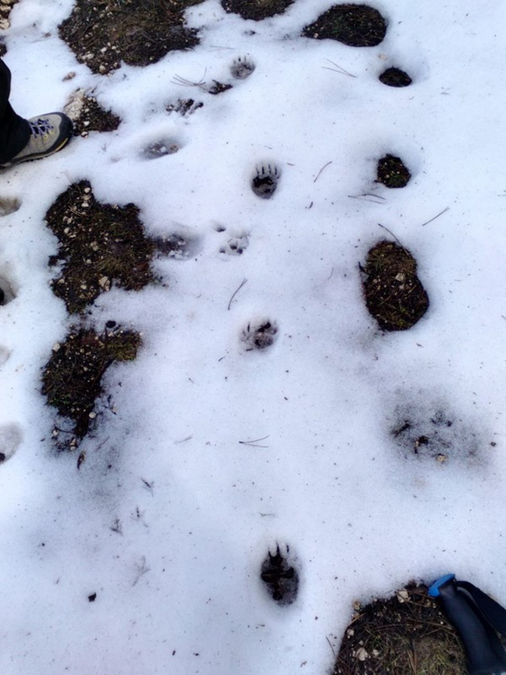 Impronte di...?? Tasso