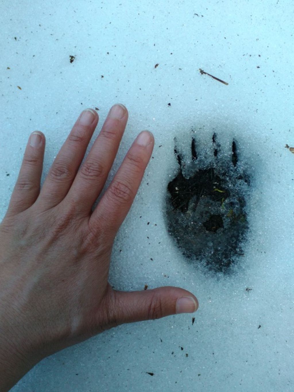 Impronte di...?? Tasso