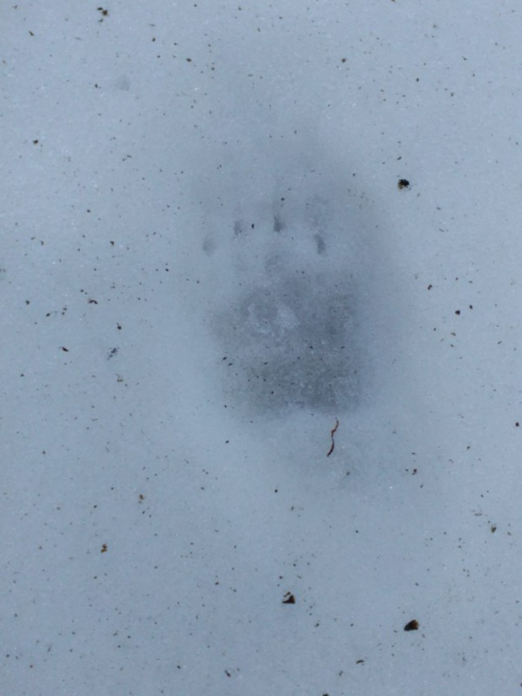 Impronte di...?? Tasso