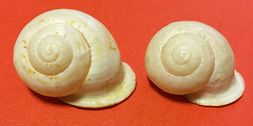 Hemicycla da Fuerteventura