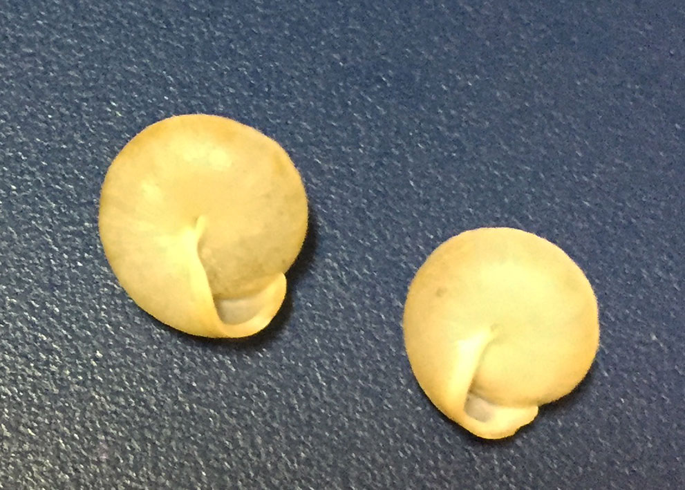 sempre pendici del Baldo...